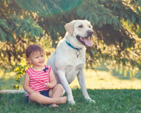 pet nanny