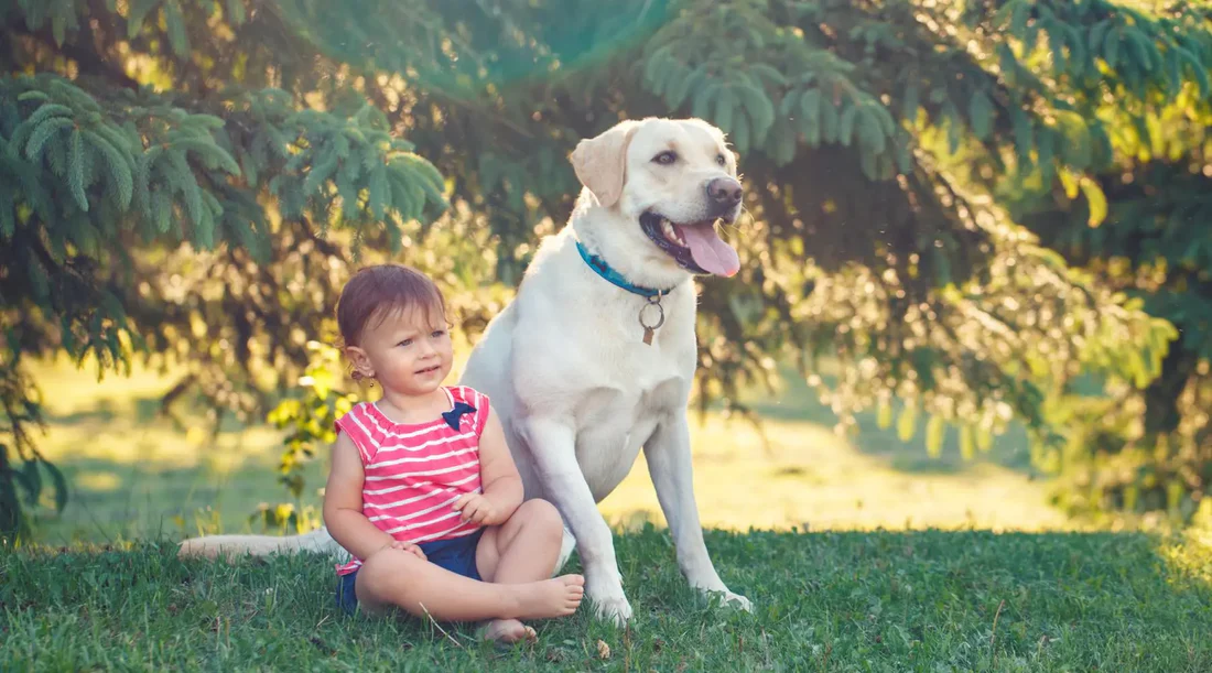 pet nanny